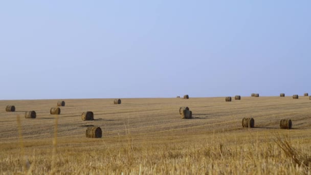 Hooi van gouden kleur, tegen een blauwe hemel. Tarwe veld in de herfst na de oogst. 4k - Video