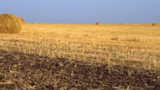 Büyük tarım alanı. Büyük miktarda hasat edilen saman, balyalara yuvarlandı. 4k - Video, Çekim