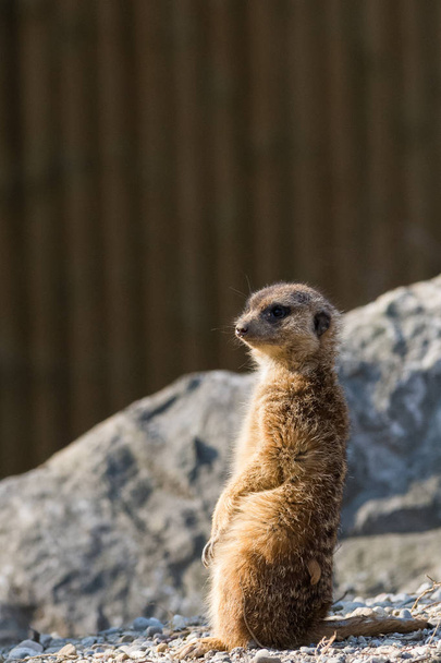un suricate o suricate se levanta para actuar como un vigía, un pequeño carnívoro con una capa ligera en la familia de la mangosta
 - Foto, Imagen