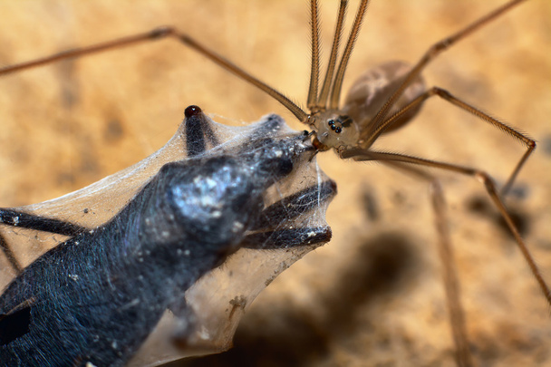 Grande ragno spaventoso
 - Foto, immagini