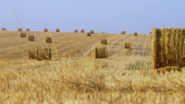 Im Hintergrund ein großes landwirtschaftliches Feld, übersät mit goldenen Heuballen. 4k - Filmmaterial, Video