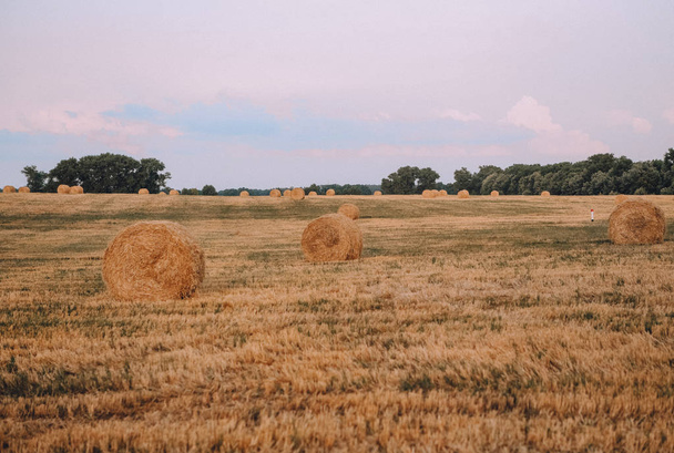 干し草の山ラウンドゴールデンフィールド収穫を梱包 - 写真・画像