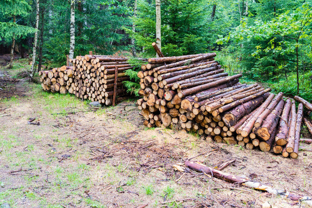 Wall of stacked wood logs as background - Photo, Image