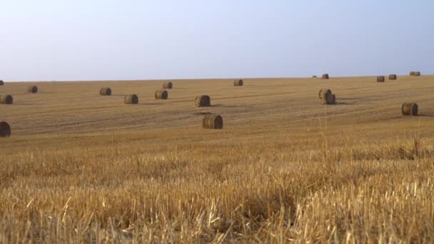 Caminar sobre un campo de trigo rural, sobre el fondo gran cantidad de heno enrollado en fardos
 - Metraje, vídeo