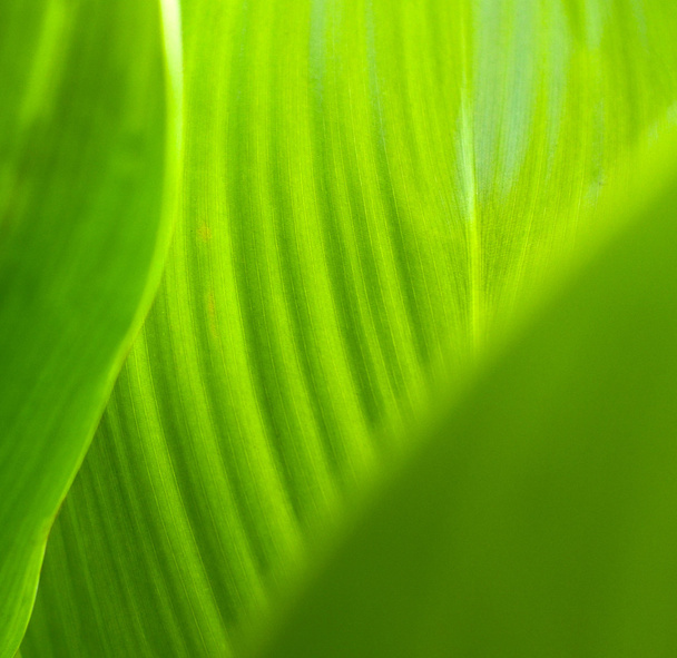 Leaf abstract - Foto, Bild
