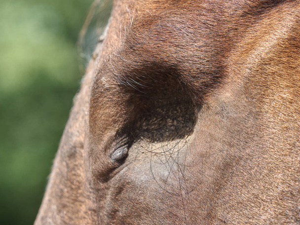 Λεπτομέρειες από τυφλό κεφάλι αλόγου. Άλογο χωρίς μπάλα ματιών.  - Φωτογραφία, εικόνα