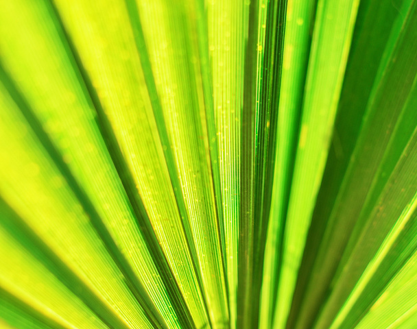 Palm leaf abstract background - Zdjęcie, obraz