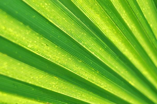Palm leaf texture - Zdjęcie, obraz