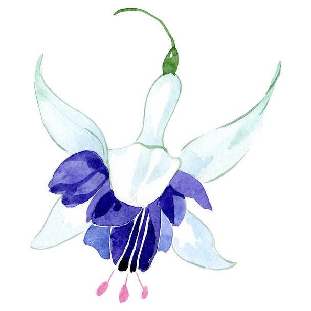Blue fuchsia floral botanical flower. Watercolor background set. Isolated fuchsia illustration element. - 写真・画像