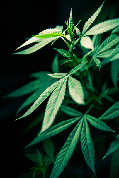 Kannabiksen marihuanan lehtiä kasvi vihreä lääketieteellinen rikkaruoho korkea laatu
 - Valokuva, kuva