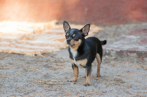 pieni koira, chihuahua.Chihuahua koira hiekalla metsässä
 - Valokuva, kuva