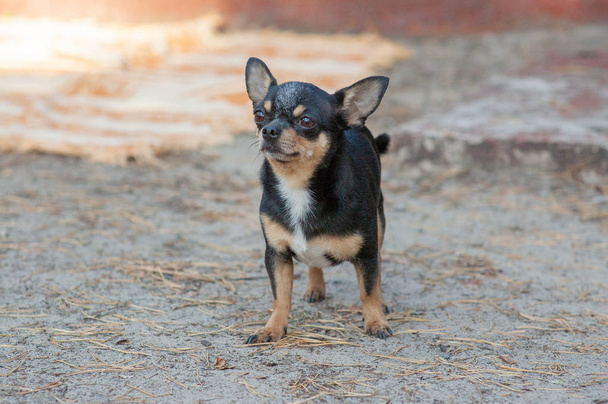 perro pequeño, chihuahua.Chihuahua perro en la arena en el bosque
 - Foto, imagen