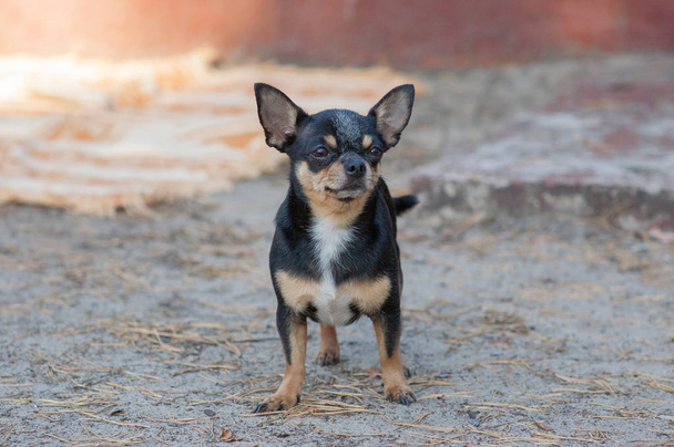 mały pies, Chihuahua. Pies chihuahua na piasku w lesie - Zdjęcie, obraz
