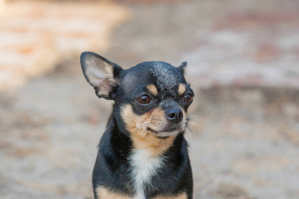 kleine hond, Chihuahua. Chihuahua hond op het zand in het bos - Foto, afbeelding