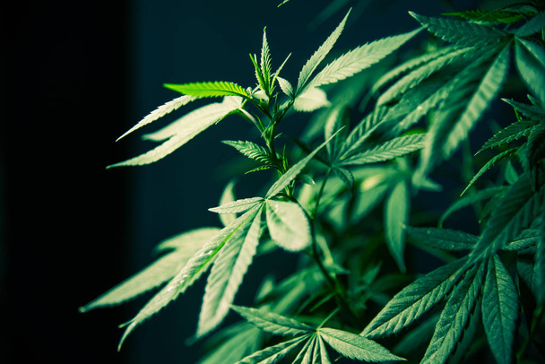 Cannabis Marihuana Blatt Pflanze grünes medizinisches Unkraut hohe Qualität - Foto, Bild