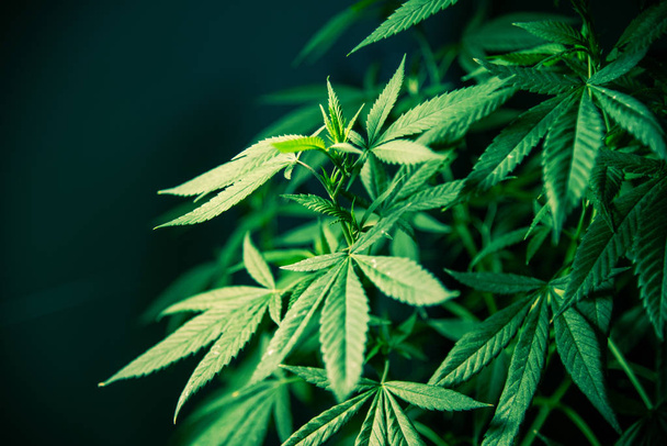 Cannabis Marijuana Leaf Plant Green Medical Weed Alta qualità
 - Foto, immagini