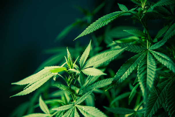 Cannabis marihuána Leaf növény zöld orvosi Weed kiváló minőségű - Fotó, kép