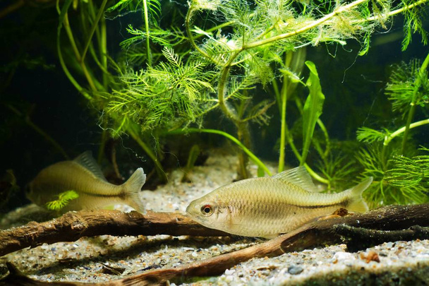 pair of European bitterling, Rhodeus amarus, little omnivore ornamental adult fish in a coldwater temperate freshwater biotope aquarium with driftwood and hornwort, potamogeton and watermilfoil plants - Photo, Image