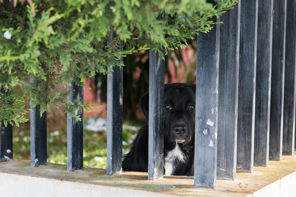 Ένας μαύρος γερο-μπάσταρδος, δυστυχώς, κοιτάζει μέσα από το φράχτη του σπιτιού του. Αφοσίωση σκύλων - Φωτογραφία, εικόνα