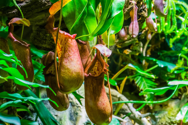 piante carnivore, specie di nefentes, fiori di una brocca tropicale in primo piano, sfondo naturale esotico
 - Foto, immagini