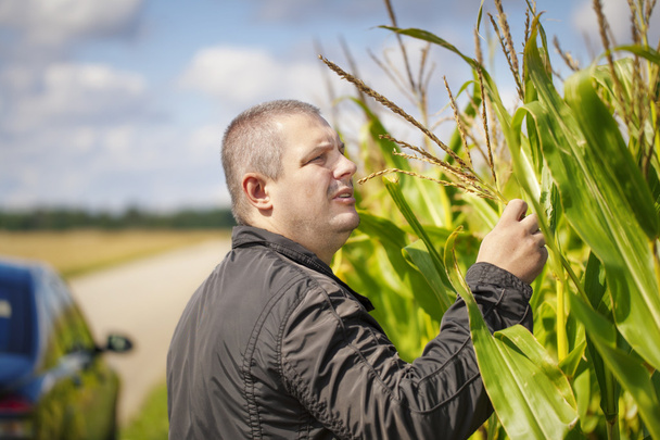 Farmer near the corn field in summer - Photo, Image