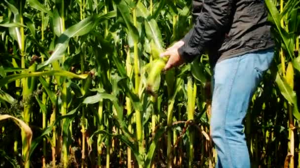Hombre en el campo de maíz episodio 3
 - Metraje, vídeo