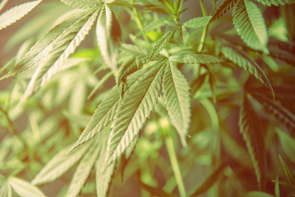 Cannabis Marijuana Leaf Plant Green Medical Weed Alta qualità
 - Foto, immagini