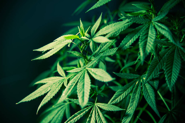 Cannabis marihuana liść roślina Zielona Medical Weed wysokiej jakości - Zdjęcie, obraz