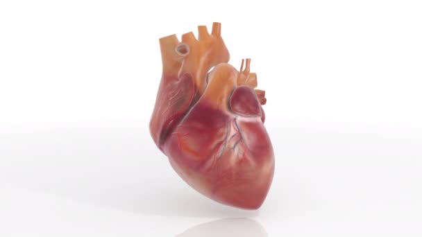 3D Heart Animated Turnaround in UHD 4k, ideal for education to illustrate the shape and color of a heart, turn around loop animation - Footage, Video