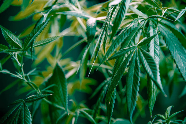 Κάνναβη φύλλα μαριχουάνας φυτό πράσινο ιατρικό ζιζανίων υψηλή ποιότητα - Φωτογραφία, εικόνα