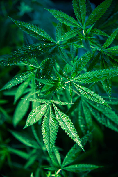 Kannabiksen marihuanan lehtiä kasvi vihreä lääketieteellinen rikkaruoho korkea laatu
 - Valokuva, kuva