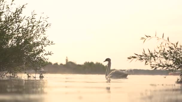Ζευγάρι απίστευτων λευκών κύκνων κολυμπούν στη λίμνη στο ηλιοβασίλεμα-αργή κίνηση. - Πλάνα, βίντεο