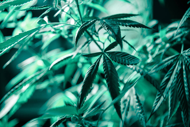 Cannabis marihuana blad plant groene medische onkruid hoge kwaliteit - Foto, afbeelding