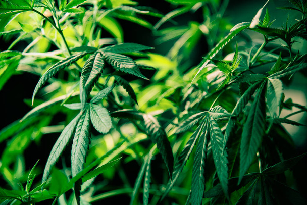 Cannabis Marijuana Leaf Plant Green Medical Weed de haute qualité
 - Photo, image