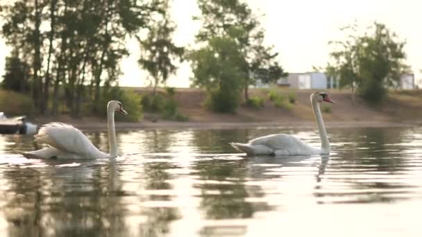 Dos románticos cisnes blancos nadan en el lago cerca de la orilla por la mañana. - Imágenes, Vídeo