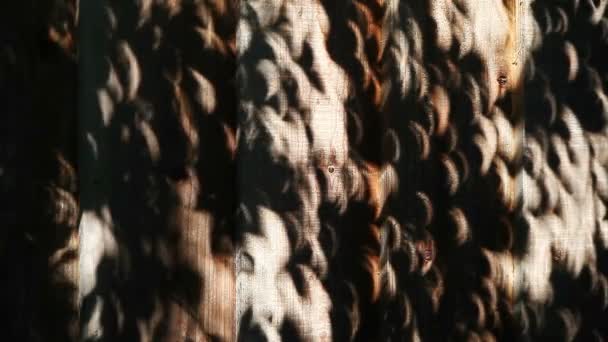 Kształty Crescent na ogrodzeniu drewna postrzegane przez liście podczas częściowego zaćmienia w Kalifornii - Materiał filmowy, wideo