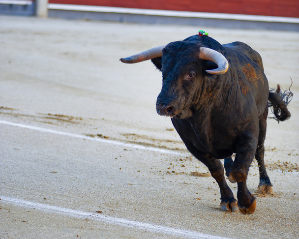 Combate a touros. Festa espanhola
 - Foto, Imagem