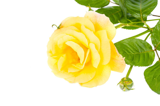 Ένα ανθισμένο κίτρινο τριαντάφυλλο με πράσινα φύλλα απομονωμένα σε λευκό φόντο - Φωτογραφία, εικόνα
