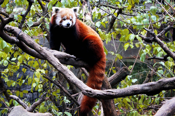 Kırmızı Pand hayvanat bahçesinde oynuyor - Fotoğraf, Görsel