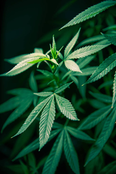 Cannabis marihuana blad plant groene medische onkruid hoge kwaliteit - Foto, afbeelding