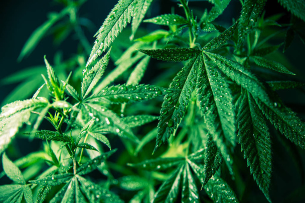 Cannabis marihuana listí zelená lékařská tráva vysoká kvalita - Fotografie, Obrázek