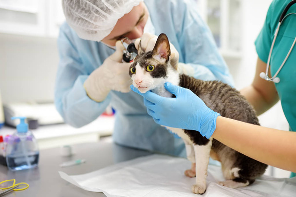 Two veterinarian doctor checking the ears of cat of the breed Cornish Rex with otoscope in veterinary clinic. - Zdjęcie, obraz