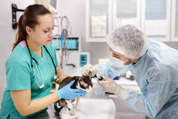 Two veterinarian doctor checking the ears of cat of the breed Cornish Rex with otoscope in veterinary clinic. - Foto, Bild