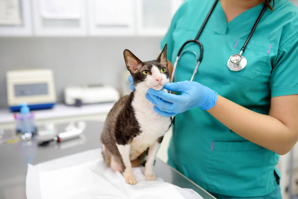 Veterinarian examines a cat of a disabled Cornish Rex breed in a veterinary clinic. The cat has only three legs. - Φωτογραφία, εικόνα