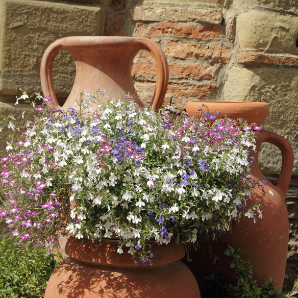 fleurs lobéliques multicolores dans des vases en argile rétro, Toscane, Italie
, - Photo, image