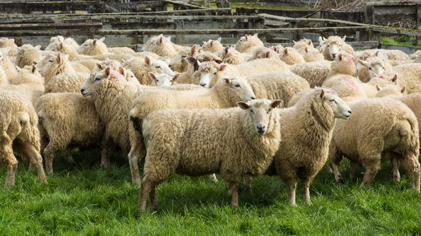Ewe koyunlar - Fotoğraf, Görsel