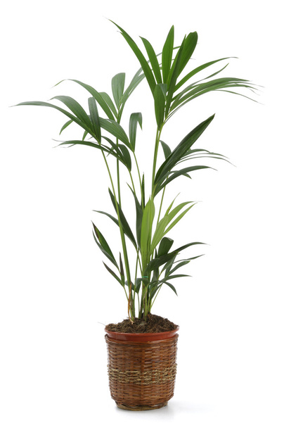 plantes ornementales
 - Photo, image