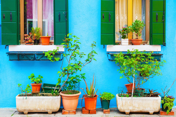 Blue wall of the house and plants in the pots. - Fotoğraf, Görsel