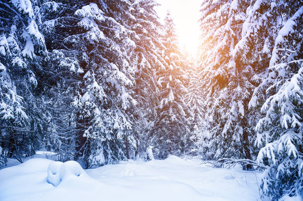 Snow-covered trees in winter forest at sunset. - Foto, immagini