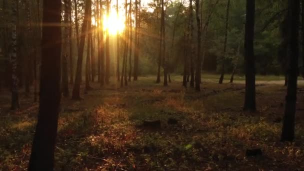 Verse mistige ochtend in een dennenbos, de zonnen stralen die op de grond vallen door de takken van bomen - Video